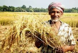 nashik,farmers,prepare,for,kharif,from,end,of,april | एप्रिलअखेरपासूनच शेतकऱ्यांची खरिपाची तयारी