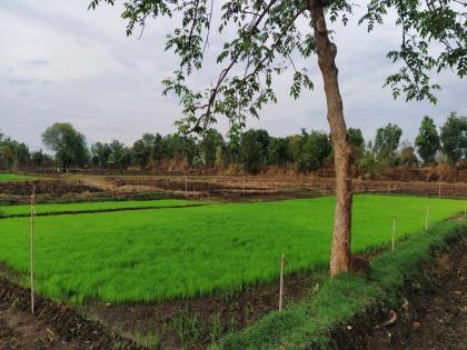 Everyone is happy with the rain; Baliraja is shocked in planting! | पावसाच्या सरीने साऱ्यांनाच आनंद; पेरणीत बळीराजा हाेई दंग !