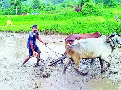 Accelerate the work of paddy planting in the district | जिल्ह्यात धान रोवणीच्या कामास वेग