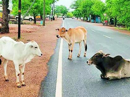 In large numbers cattle increased | मोकाट जनावरांचा हैदास वाढला In large numbers cattle increased | मोकाट जनावरांचा हैदास वाढला