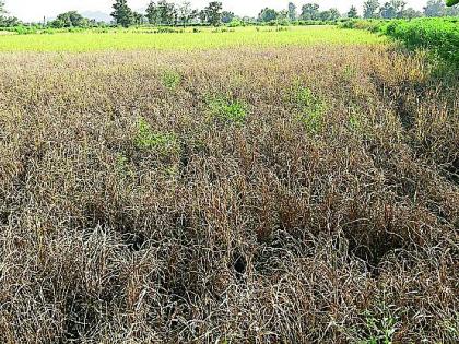 Extreme reduction in paddy production | धान उत्पादनात प्रचंड घट