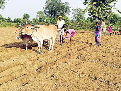 Groundnut crop will be cultivated in 231.80 hectares area in Armeri taluka | आरमाेरी तालुक्यात २३१.८० हेक्टर क्षेत्रात हाेणार भुईमूग पिकाची लागवड