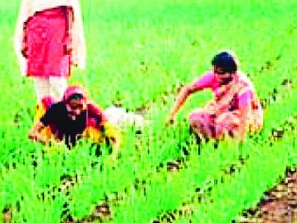 Crop competition from administration to increase farmers' production | शेतकऱ्यांचे उत्पादन वाढविण्यासाठी प्रशासनाकडून पीकस्पर्धा