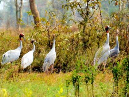 The number of crane in Gondia district is 35 to 38 | गोंदिया जिल्ह्यात सारस पक्ष्यांची संख्या ३५ वरुन ३८ वर