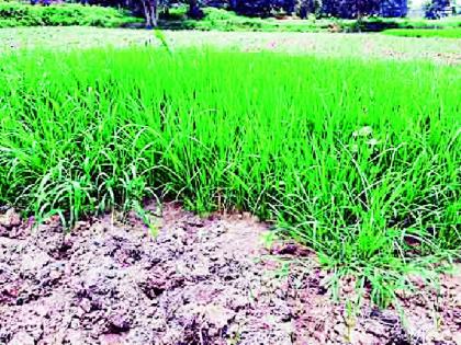 Plants were dug on 10,000 hectares | १० हजार हेक्टरवरील रोवण्या खोळंबल्या Plants were dug on 10,000 hectares | १० हजार हेक्टरवरील रोवण्या खोळंबल्या