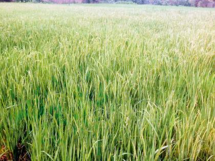 Due to lack of rainfall the production of the rice will decrease | पावसाअभावी धानाचे हेक्टरी उत्पादन घटणार