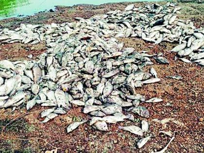 Thousands of fish in the lake die | तलावातील हजारो माशांचा मृत्यू