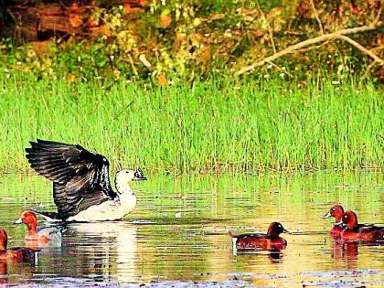 Reservoir culture for bird protection | पक्षी संरक्षणासाठी जलाशय संवर्धन