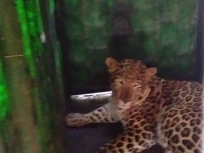  Leopard gondes in Dumlaya, leopard cages - Martingale | बिबट्या गोंदे दुमाल्यात बिबट्या पिंज-यात जेरबंद