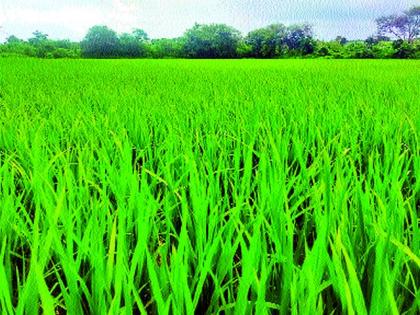 Rainfed rice crop benefits | पावसाचा भात पिकाला फायदा