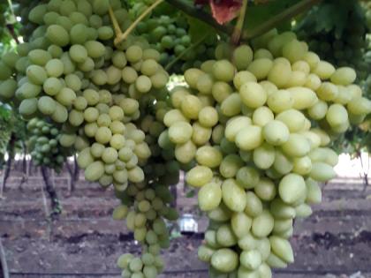 Grapes yield up to 22 lakhs from limited land | ३० गुंठे द्राक्षातून २२ लाखांचे उत्पन्न