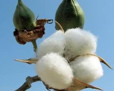 Emphasis on the cotton-producing plant | बोंडअळीचा धसका; डिसेंबरपर्यंत उत्पादन देणाऱ्या कपाशीवर भर