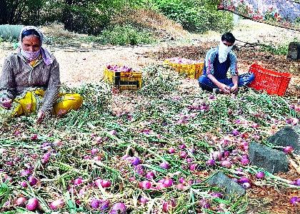 An economic blow to onion growers | कांदा उत्पादकांना आर्थिक फटका