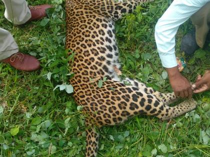 Leopard killed in Kedarwadi highway accident | केदारवाडीत महामार्गावर अपघातात बिबट्या ठार