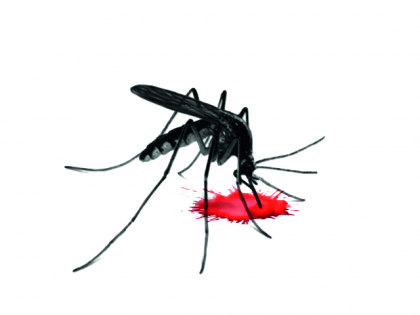 Five suspected dengue cases in one family in Kolhapur | कोल्हापुरात एकाच कुटुंबात डेंग्यूचे पाच संशयित