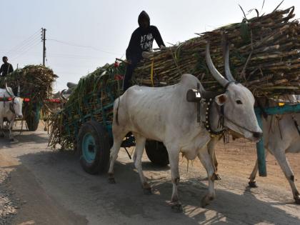 In Samasherpur area, an influx of laborers descended on the streets | समशेरपूर भागात ऊसतोड कामगारांचा तांडा उतरला रस्त्यावर In Samasherpur area, an influx of laborers descended on the streets | समशेरपूर भागात ऊसतोड कामगारांचा तांडा उतरला रस्त्यावर