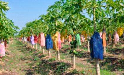 Colorful cloth cover on papaya trees | पपईच्या झाडांवर रंगीबेरंगी कापडाचे आवरण