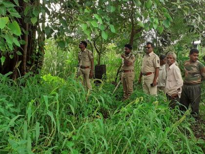 The villagers wake up as the Bibbatiya hit the tree | बिबटय़ांनी झाडावर मुक्काम ठोकल्याने ग्रामस्थांचे जागरण