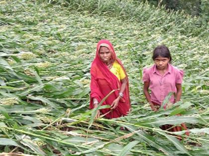 Damage to sorghum-maize crop due to rains and storms | पाऊस व वादळामुळे ज्वारी-मका पिकाचे नुकसान Damage to sorghum-maize crop due to rains and storms | पाऊस व वादळामुळे ज्वारी-मका पिकाचे नुकसान
