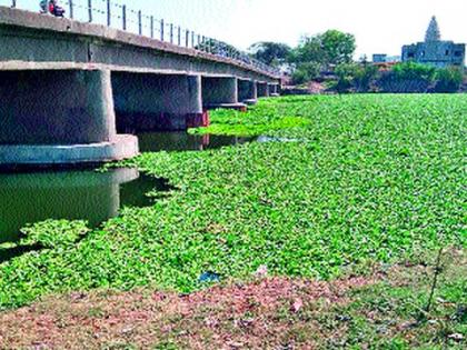 Order to remove Panveli from Saykheda | सायखेडा येथील पानवेली काढण्याचे आदेश