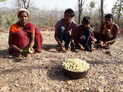  Tribal employment due to fascination | मोह फुलांमुळे आदिवासींना रोजगार