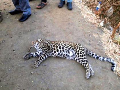 Mumbai-Agra highway: Six-month-old leopard killed in a road accident | मुंबई-आग्रा महामार्ग : भरधाव वाहनाच्या धडकेत सहा महिन्याचा बिबट्या ठार