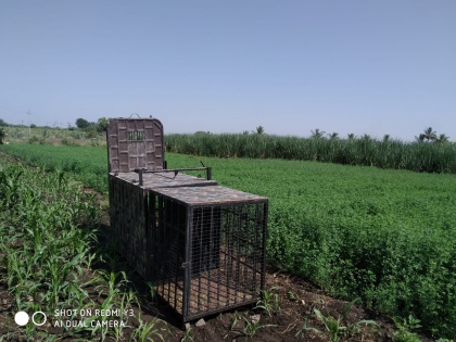 Finally a cage from the forest department in Dabli Shivara | डाबली शिवारात अखेर वनविभागाकडून पिंजरा