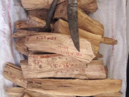 Here's the sandalwood seized | यावल येथे चंदनाचे लाकूड जप्त