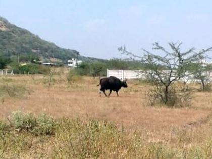 For the first time in the Nashik, the rāgvāna appeared; Curiosity and nervousness | नाशकात प्रथमच रानगव्याने दिले दर्शन; कुतूहल अन् घबराहट