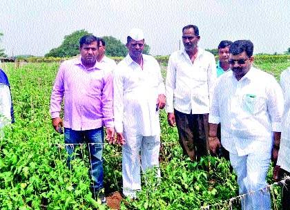  Damage of tomato crop by rain | पावसाने टोमॅटो पिकाचे नुकसान