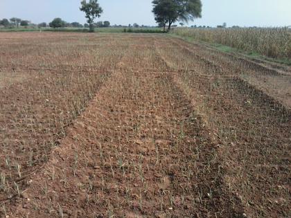  Drought situation in Rajapur area | राजापूर परिसरात दुष्काळ सदृश परिस्थिती