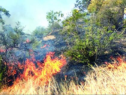 Sagareshwar Wildlife Sanctuary Burns Three hundred Acres; The success of fire control | सागरेश्वर अभयारण्याला भीषण आग, तीनशे एकर क्षेत्र जळाले; आगीवर नियंत्रण मिळविण्यात यश