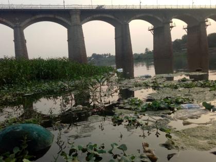 Increase in the pollution of the Krishna river in Sangli | सांगलीच्या कृष्णा नदीच्या प्रदूषणात वाढ