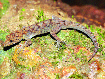 Four new species of Pali found in Satara ... | सातारकराने शोधल्यात पालींच्या चार नव्या प्रजाती...