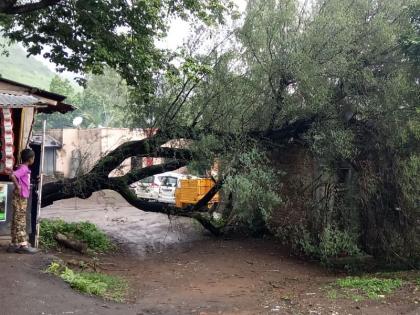 After a heavy downpour, the tree fell on the house, luckily the lives were avoided in satara | मुसळधार पावसानंतर घरावर झाड कोसळले, सुदैवाने जीवितहानी टळली 