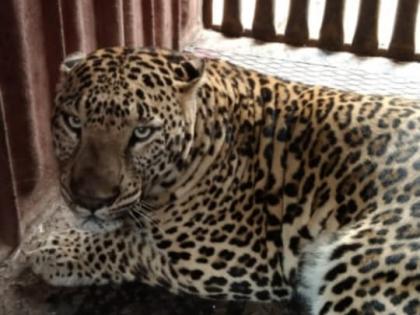 The leopard, which was roaming in the straw area, was finally captured | भुसे परिसरात धुमाकूळ घालणारा बिबट्या अखेर जेरबंद