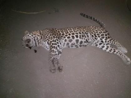 Leopard killed in collision with unknown vehicle | अज्ञात वाहनाच्या धडकेत बिबट्या ठार