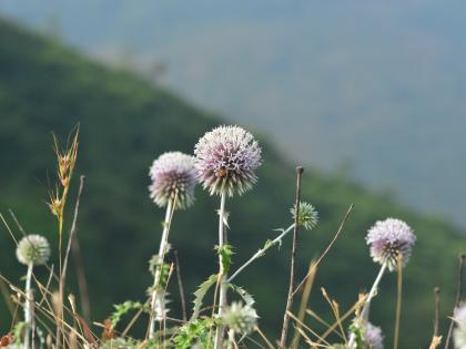 Researchers in Mumbai, Italy found a rare plant | मुंबई, इटलीतील संशोधकांना आढळली दुर्मिळ वनस्पती