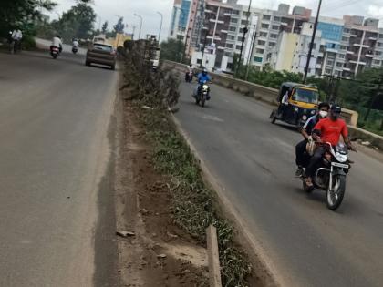 Shrubs growing in the flyover divider | उड्डाणपुलाच्या दुभाजकात वाढली झुडुपे