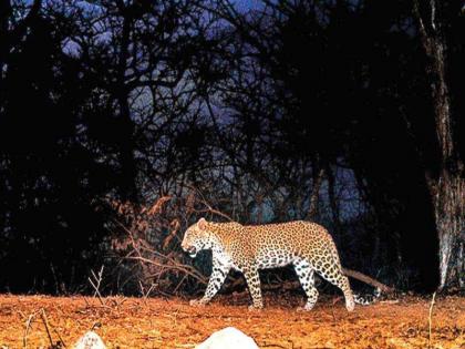  Cancellation of wildlife count on Buddhapurnima | बुद्धपौर्णिमेला होणारी वन्यप्राणी गणना रद्द