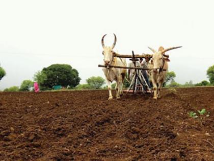 In Washim district, sowing was delayed on 13% of the area | वाशिम जिल्ह्यात पावसाअभावी १३ टक्के क्षेत्रावरील पेरणी खोळंबली