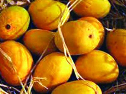 Hapus Mango of Devgad sold in Washim! | देवगडच्या हापूस आंब्याची वाशिममध्ये विक्री!