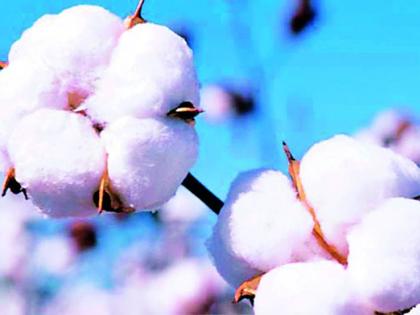 This year, Lakshmipujan lost white gold | यंदा लक्ष्मीपूजनाला मुकले पांढरे सोने This year, Lakshmipujan lost white gold | यंदा लक्ष्मीपूजनाला मुकले पांढरे सोने