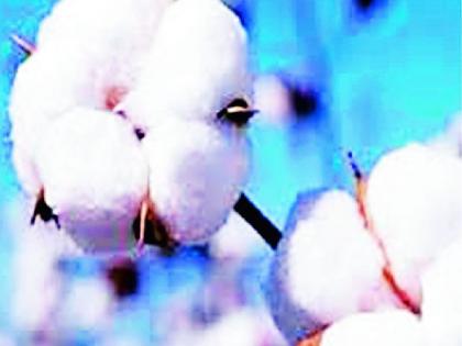 Cotton from Selu taluka goes to Arvi | सेलू तालुक्यातील कापूस जातोय आर्वीकडे