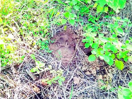 At Zadshi (Ta.), A bull traps a tiger | झडशी (टा.) येथे वाघाने पाडला बैलाचा फडशा At Zadshi (Ta.), A bull traps a tiger | झडशी (टा.) येथे वाघाने पाडला बैलाचा फडशा