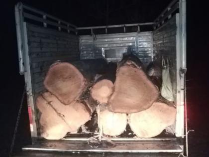 Teak wood filled truck caught in Bhandara district | सागवानाच्या लाकडाने भरलेला मिनीट्रक भंडारा जिल्ह्यात पकडला