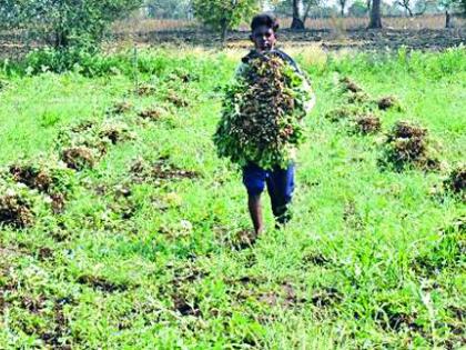 Now the farmer's ground floor is in the hands of farmers | आता शेतकऱ्यांच्या हाती भूईमुगाचे टरफलच Now the farmer's ground floor is in the hands of farmers | आता शेतकऱ्यांच्या हाती भूईमुगाचे टरफलच