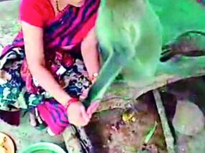 Ladka Tamu mom is missing ... caught in a cage | लाडका टमू आईला मुकला... पिंजऱ्यात अडकला Ladka Tamu mom is missing ... caught in a cage | लाडका टमू आईला मुकला... पिंजऱ्यात अडकला