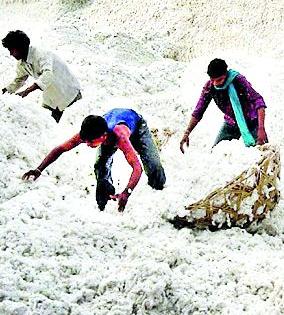 Due to the drop in cotton prices, the farmers suffer | कापसाचे दर घसरल्याने शेतकरी संकटात