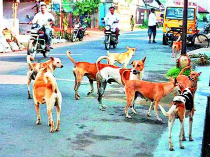  In the hall, the question of dead dogs | सभागृहात गाजला मोकाट श्वानांचा प्रश्न